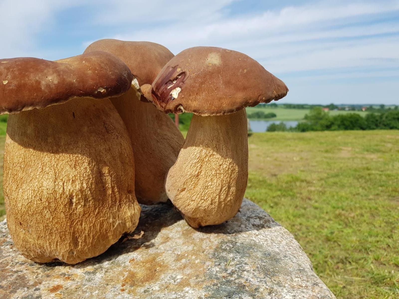 Vila Mila Przystan Ksiaznik Exteriér fotografie